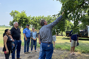 Instructor picken pecans from a tree during outdoor class
