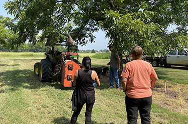 Two students standing around a pecan tree