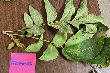 Leaves on a table with a note "Maramec"