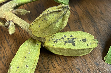 Three green pecans on a table