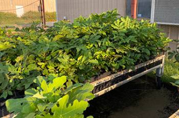 Pecan trees in pots on a wooden table