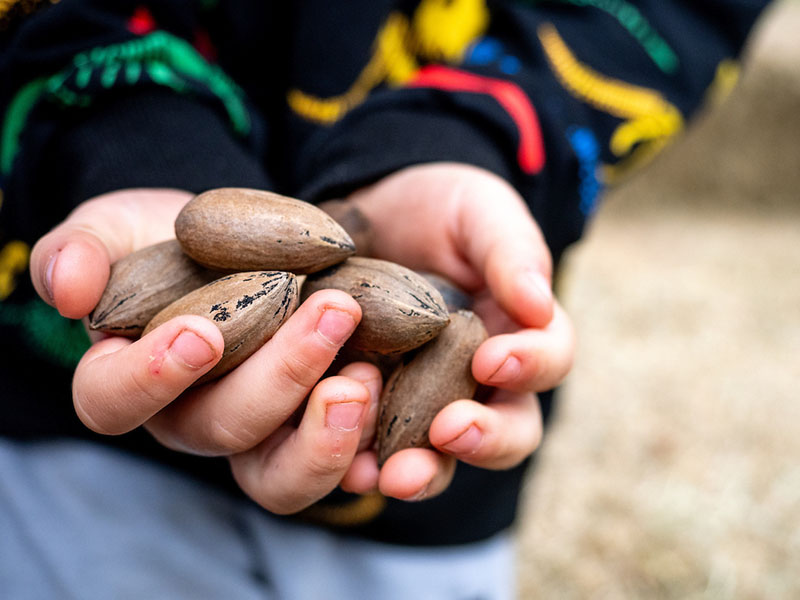 Two hands cupped together holding multiple pecans.