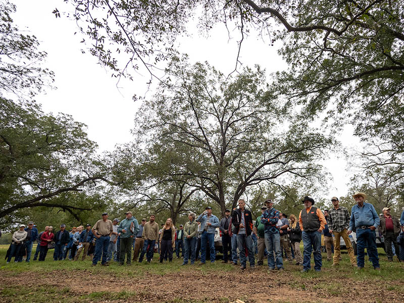 Oklahoma Pecan Management | Oklahoma State University