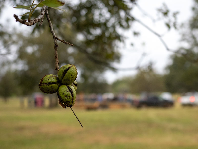 A cluster of pecans hanging down from a tree limb.