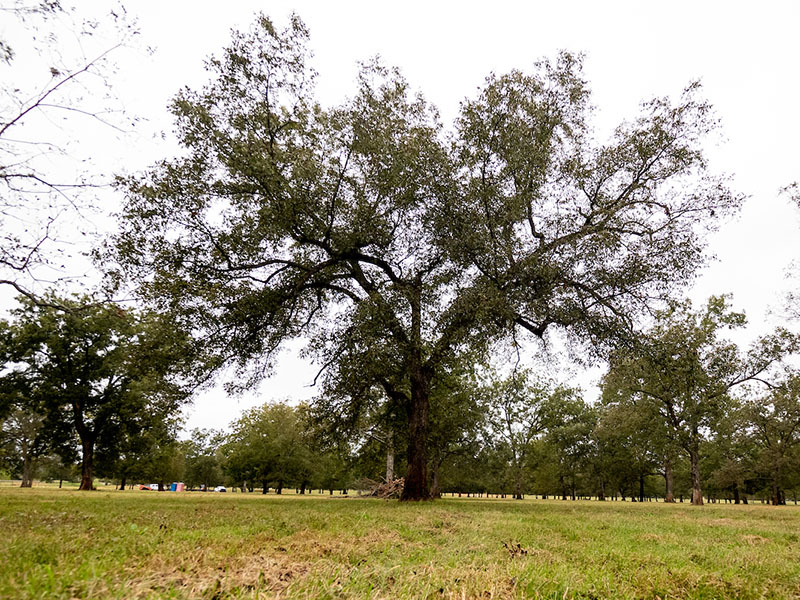 Pecan trees at Leon Bailey's Pecan Farm in Paden, Oklahoma.