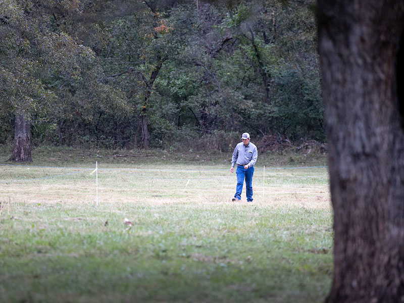 A man walking in a field opening surrounded by pecan trees.