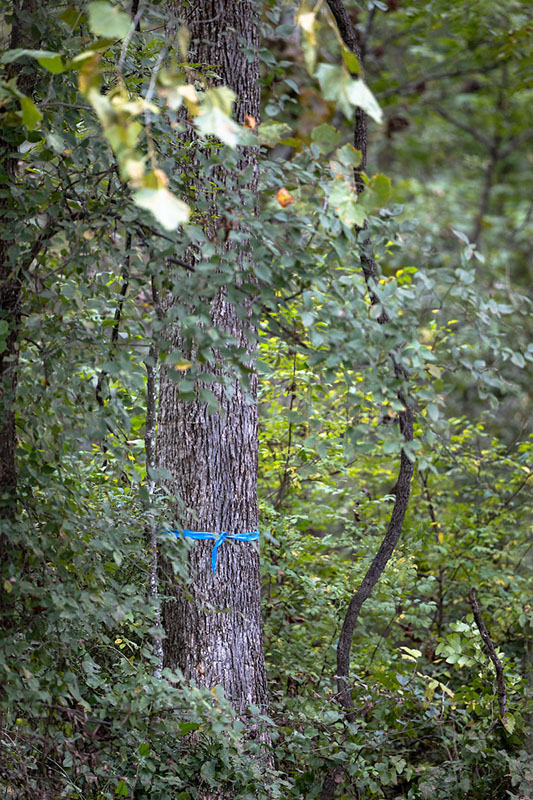 A blue ribbon tied around a pecan tree trunk surrounded by other trees and green foliage.