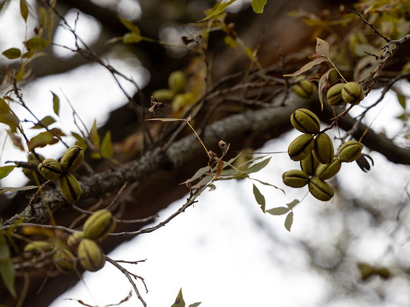 Pecans growing on a tree limb at Leon Bailey's Pecan Farm.