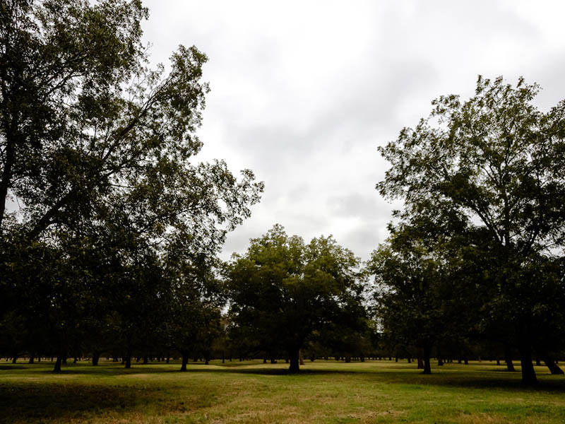 A row of pecan trees at Leon Bailey's Pecan Farm.