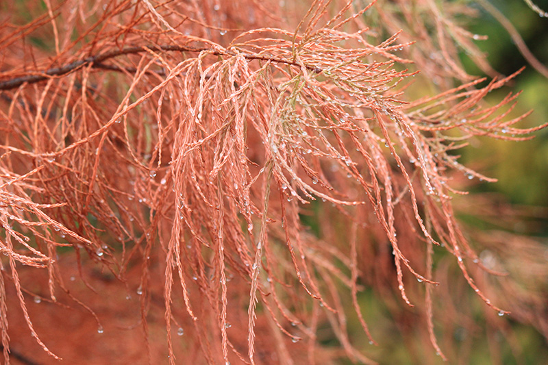 A close up photo of the Bald Cypress needles after they have turned orange.