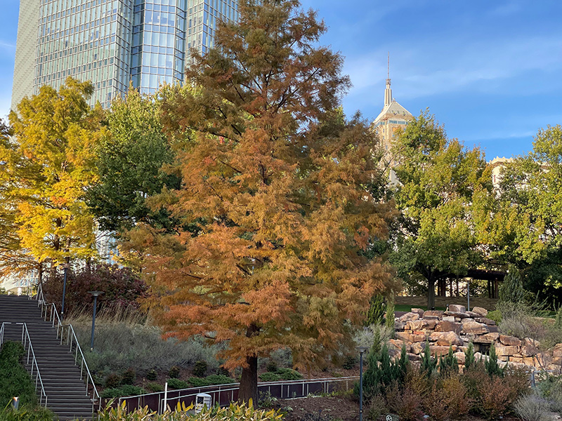 A Bald Cypress tree in a park with orange needles.