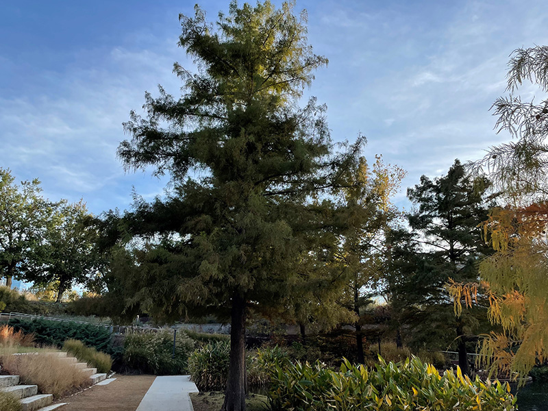 A tall Bald Cypress tree with green needles.