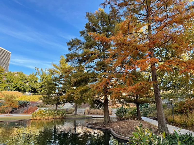 Bald Cypress trees along the water with some beginning to change color in the fall.