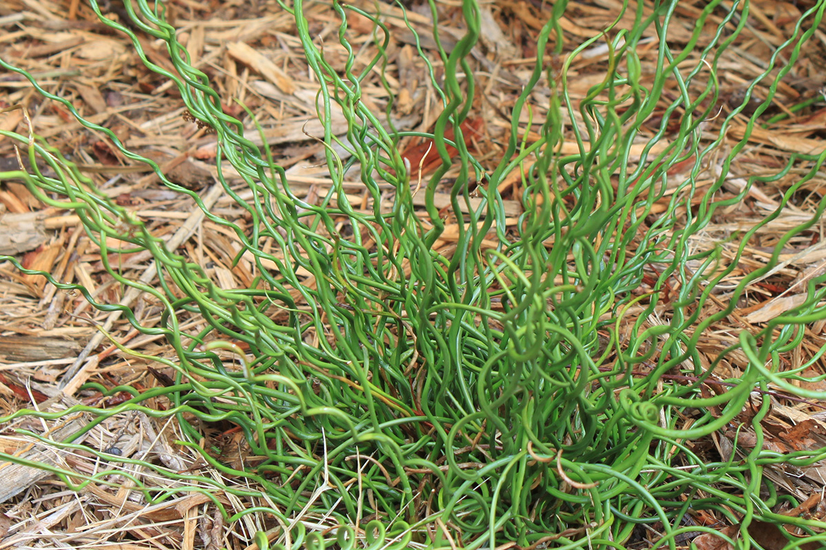 Big twister rush plant