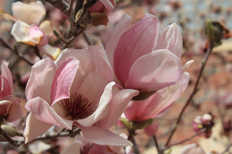 A close up photos of a pink Deciduous Magnolia flower.