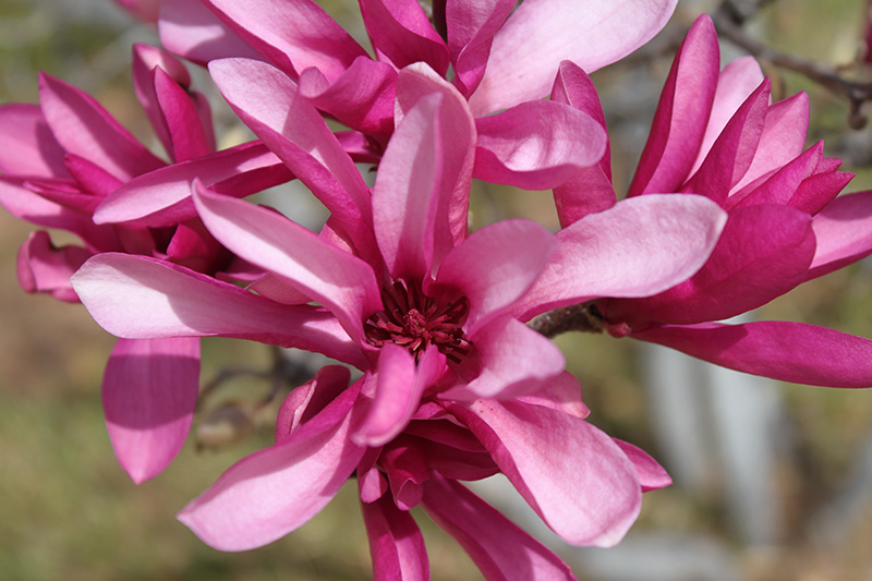 A close up photos of a red Deciduous Magnolia flower.