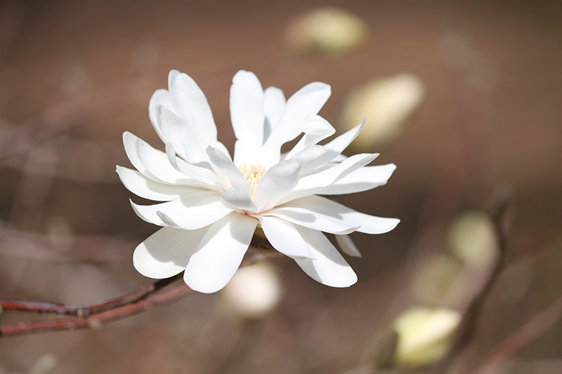 A close up photos of a white Deciduous Magnolia flower.