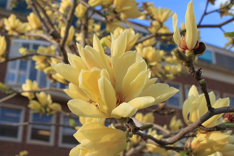 A close up photos of a yellow Deciduous Magnolia flower.