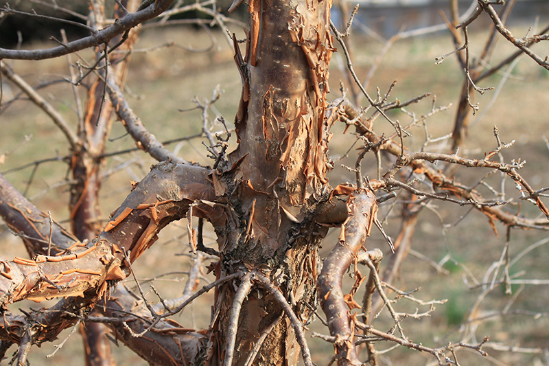A close up of the type of bark on a Fringetree.