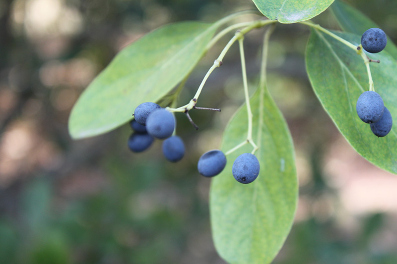 A close up of the dark colored berries on a Fringetree.