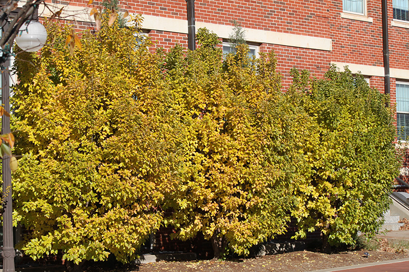 Fringetrees in the fall with yellow and orange leaves.