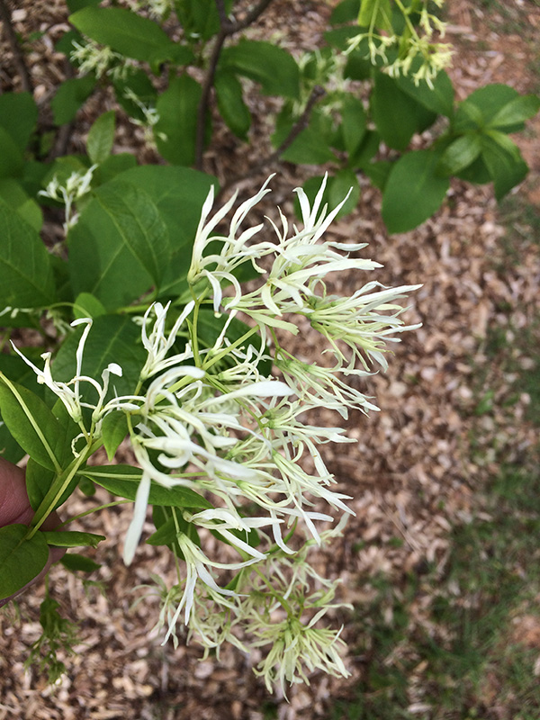 A close up photo of the white flowers on Fringetrees.