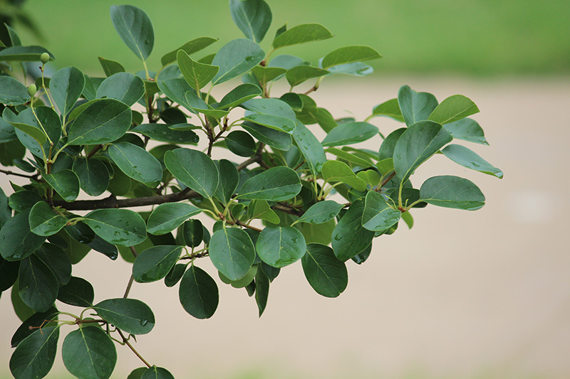 A close up photo of the leaves on a fringetree.