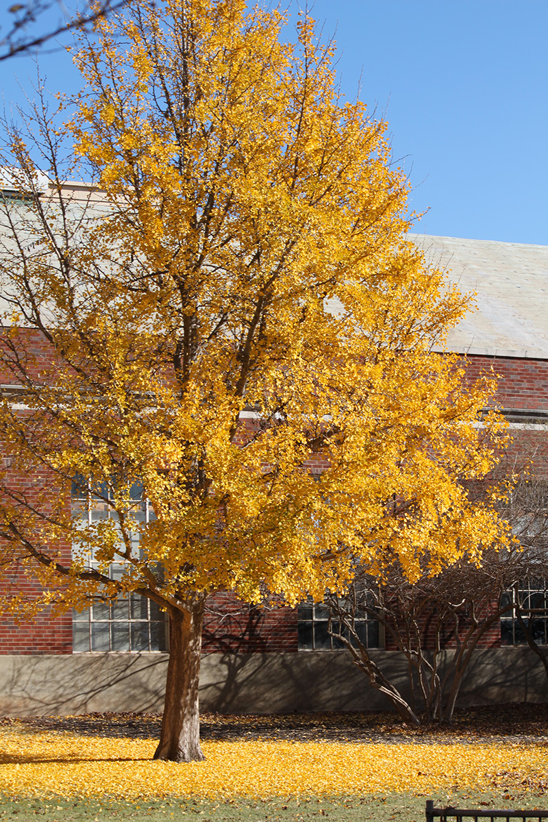 What's So Great About the Ginkgo Tree?