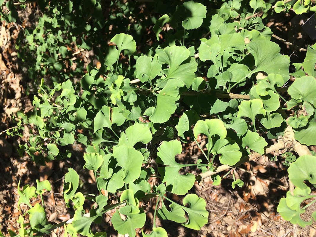 Grinko Markien leaves Fan shaped dark green leaf.