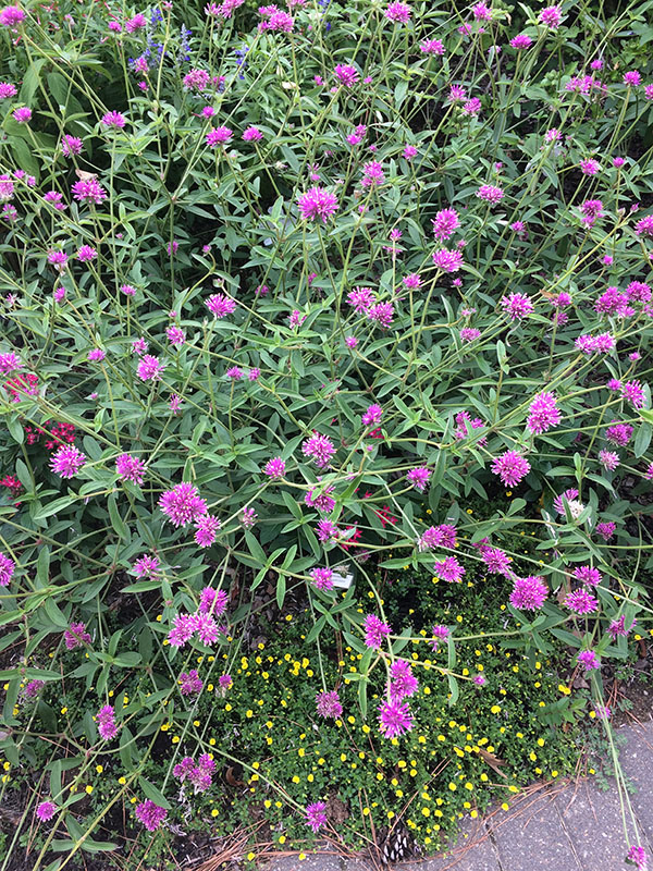 A top view of numerous purple flowers, with bright yellow blooms peeking through the greenery below on a sidewalk.
