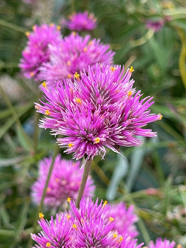 A close-up of a vibrant purple flower, showcasing its tightly-packed, clover-like petals with a blurred background.