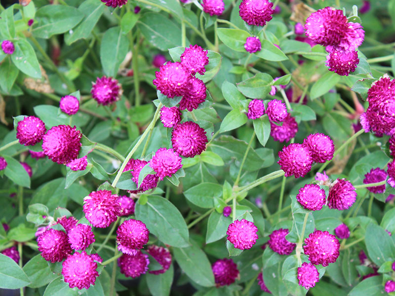 An overhead view of a bright purple bloom, surrounded by a dense, rich green leaves underneath.
