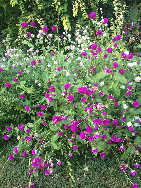 A flower bed filled with a blend of purple and white flowers, their colors interwoven amongst a green bush tree.
