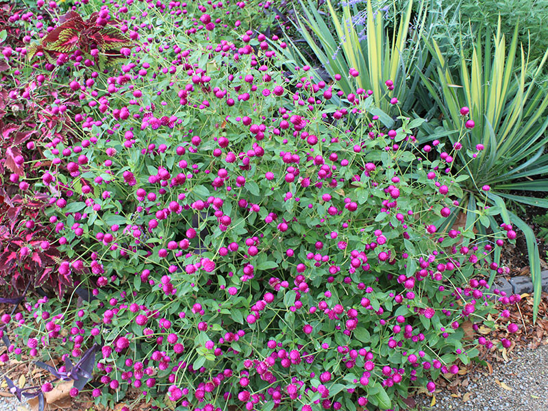 A purple annual blooming in front of two yucca plants with its soft-rounded flowers contrasting with the sharp, spiky leaves of the yuccas.