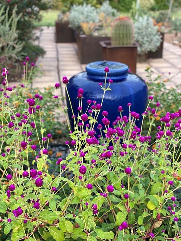 A vibrantly purple flower standing in front of a deep blue vase.