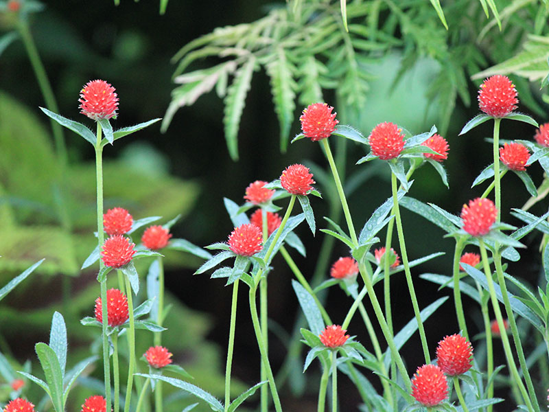 A group of red flowers perched on slender stems.