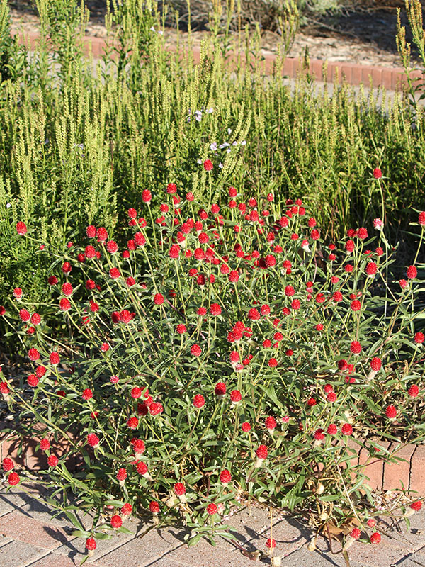 A red flower blooming among a colorful array of plants in a flower bed, standing out against the surrounding greenery.