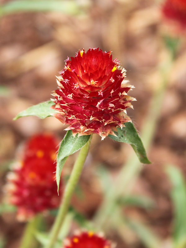 A close-up of a red flower, showcasing its densely packed petals and vibrant color against a soft, blurred background.