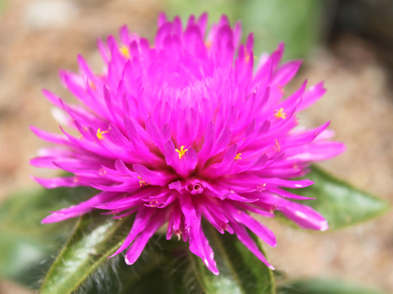 A close-up of a purple Globe Amaranth flower, highlighting its round, velvety petals set against an out-of-focus backdrop.