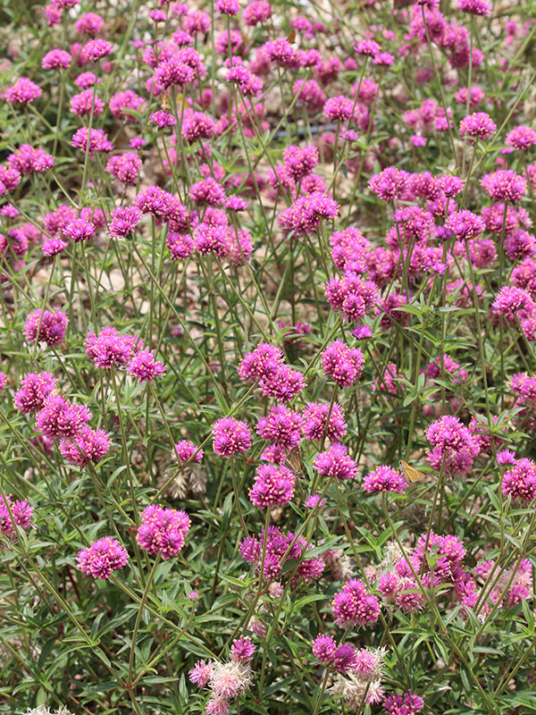 A cluster of purple Globe Amaranth flowers tightly packed together in close proximity.