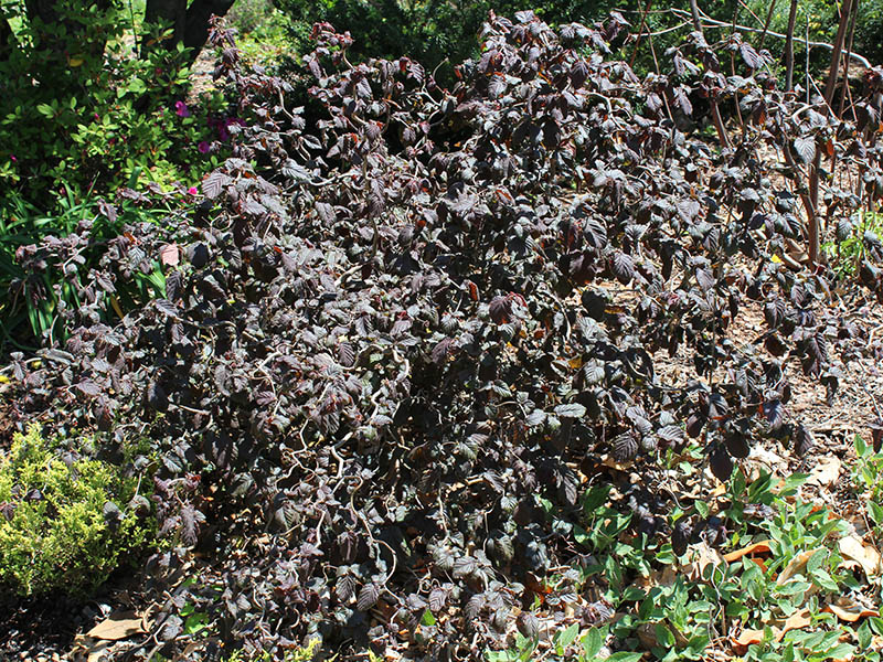 The Red Dragon shrub with deep maroon leaves and twisted branches emerging between leaves.