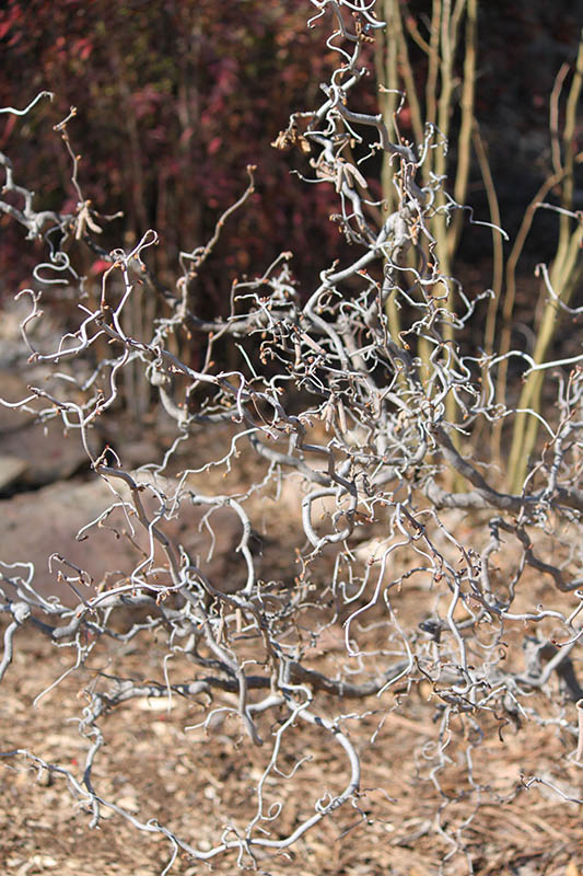 Bare bent and twisted branches of the Harry Lauder's Walkingstick shrub.