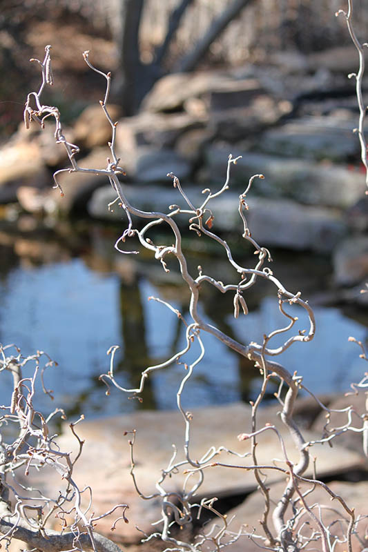 A bent, twisted and contorted branch from the Harry Lauder's Walkingstick shrub.