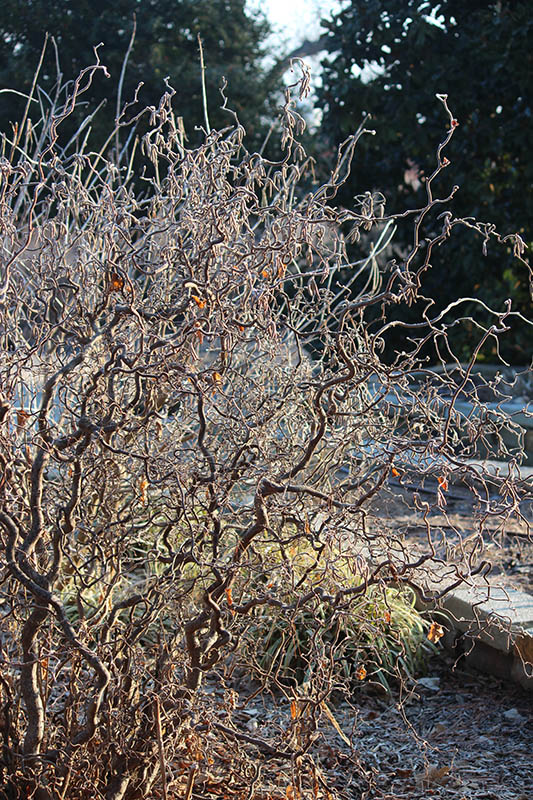 Gray-brown randomly twisted and contorted stems and branches of the Harry Lauder's Walkingstick shrub.