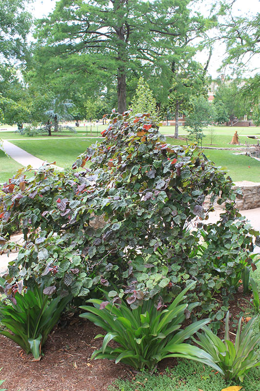 A burgundy-red and green foliage Corylus avellana 'Red Majestic' shrub planted next to other small, green plants in mulch at a park.