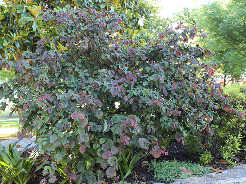 Deep burgundy red and green leaves growing on the Corylus avellana 'Red Majestic' shrub.
