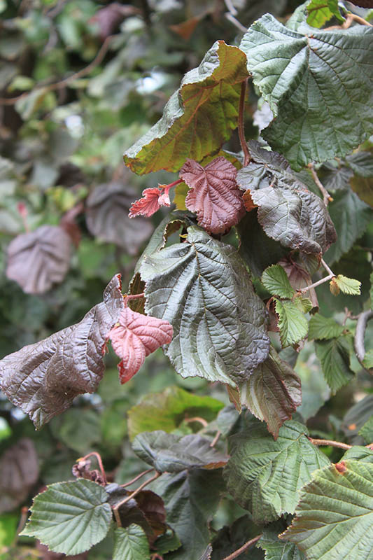 Deep purple, dark brown and green leaves growing off twsited branches.