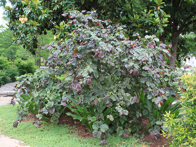 Rich, purple-red and green foliage with twisted branches growing out of the leaves.