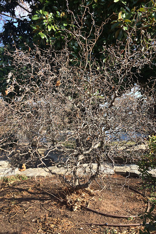 The contorted branches and a few crumpled-looking leaves on the Harry Lauder's Walkingstick shrub.