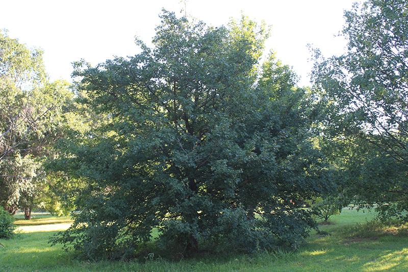 A hedge maple tree growing in a field.